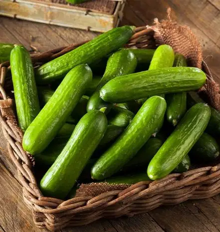 Cucumber