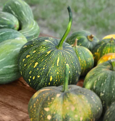 Pumpkin